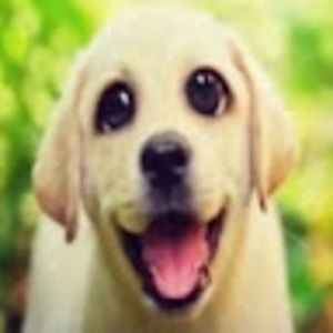 Meet your Posher, Alexandria